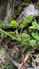 Rubus pungens oldhamii