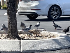 Columba livia domestica
