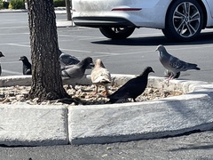 Columba livia domestica