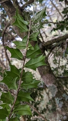 Ilex bioritsensis