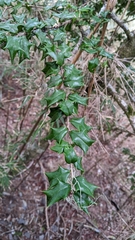 Ilex bioritsensis