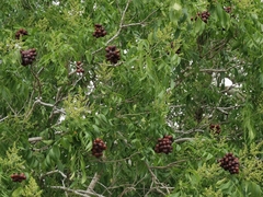 Sapindus drummondii