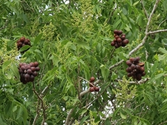 Sapindus drummondii