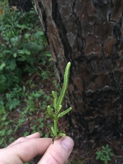 Physostegia digitalis