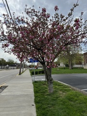 Prunus