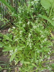 Valerianella locusta