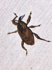 Rhadinomerus