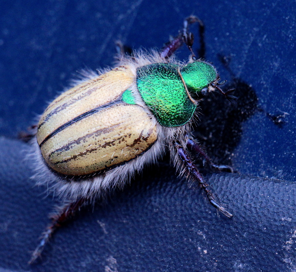 Punctate Bear Scarab Beetle