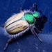 Punctate Little Bear Scarab Beetle - Photo (c) Mike Lewinski, some rights reserved (CC BY)