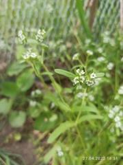 Valerianella locusta