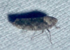 Paraphlepsius collitus