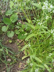 Valerianella locusta