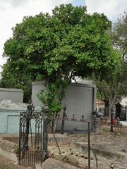 Citrus paridisi