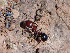 Messor minor hesperius