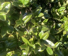 Ilex cornuta