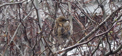 Passer domesticus