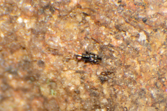 Chalcidoidea