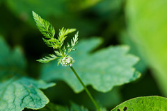 Chaerophyllum procumbens