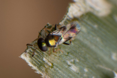 Chalcidoidea