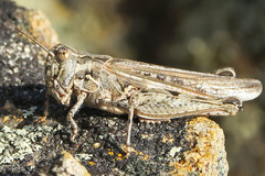 Psoloessa delicatula