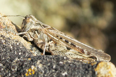 Psoloessa delicatula