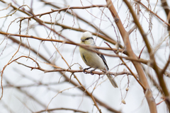 Cyanistes caeruleus × cyanus