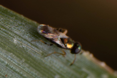 Chalcidoidea