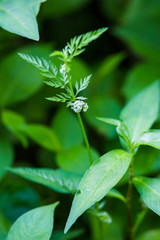 Chaerophyllum procumbens