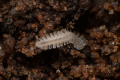 Phygoxerotes
