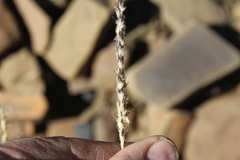 Anthephora pubescens