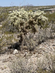 Cylindropuntia bigelovii