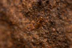 Solenopsis