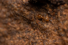Solenopsis