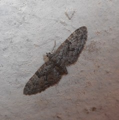 Eupithecia abbreviata