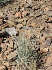 Anthephora pubescens