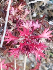 Saxifraga fragosoi