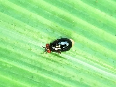 Celyphidae