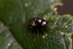 Carnoidea