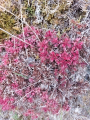 Saxifraga fragosoi