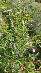 Prunus webbii