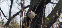 Passer domesticus