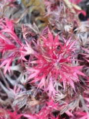 Saxifraga fragosoi