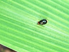 Celyphidae