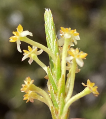Struthiola leptantha