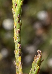 Struthiola leptantha