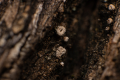 Fungi