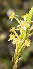 Struthiola leptantha