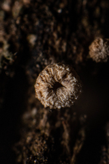 Fungi