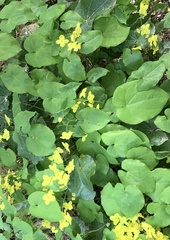 Epimedium × perralchicum