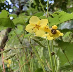 Epimedium × perralchicum